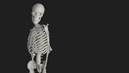 skeleton posing 3d render illustration with black background