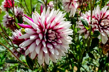 Selbstklebende Fototapeten Decorative bicolor dahlia flowers variety Rebecca's world. Beautiful flowers with red or claret and white petals in garden, close up. Floral greeting card or gardening and beauty of nature concept © rvo233