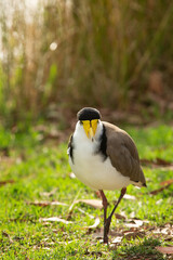 Masked lapwing a common bird native to Australia walking along the river