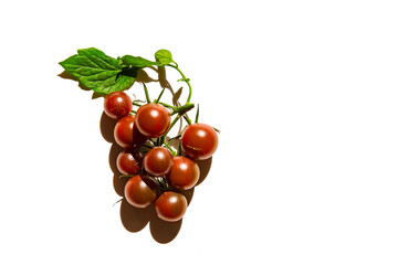 Red cherry tomatoes are still on the vine. isolated tomato on a white background. View from above. copy space. Cherry tomatoes in the form of a grape twig. non-standard presentation of information