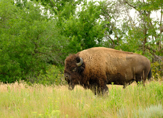 Bison roam around and on the road of Teddy Rooosevelt National Park Road