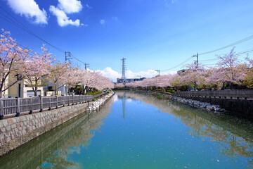 日本の春の風景　江戸川区新川千本桜