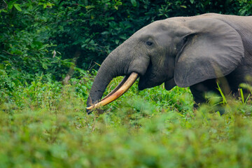 African forest elephant (Loxodonta cyclotis) in dense rainforest undergrowth. Odzala-Kokoua National Park. Cuvette-Ouest Region. Republic of the Congo