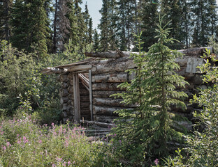 Abandoned wooden gold rush miner cabins in Silver City in the Yukon