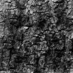 Rustic tree bark texture background