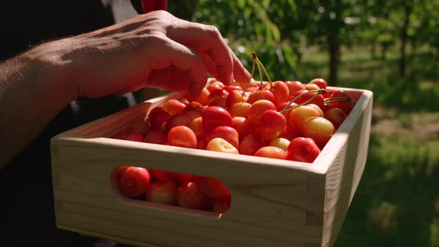 Unrecognizable man looks at collected ripe cherries in wooden box, close-up. Bright summer sun shines oa quality organic berries crop. Preparation for sale of organic products on fresh market.