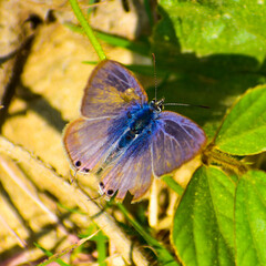 A butterfly sitting on a leaf .