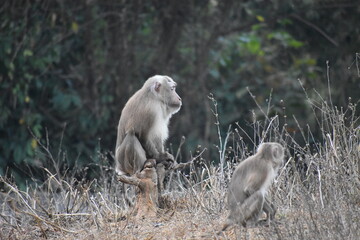 Indian monkey in jungle of Tripura, India.