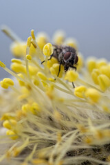 A black fly on the pistils of a willow flower.