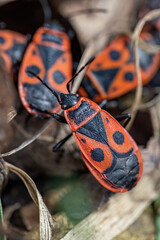 The blush will collect the insects on it.