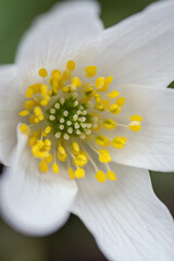 Close-up of an anemone flower.