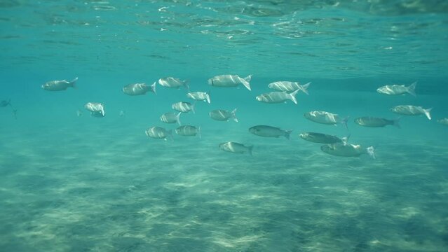 Slow motion, Shoal of Mullet fish swim in shallow water in the sun rays. School of Striped Mullet (Mugil cephalus) swims under water surface over sandy bottom in sunlight
