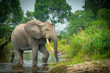 African forest elephant (Loxodonta cyclotis) and the Lekoli River. Odzala-Kokoua National Park....