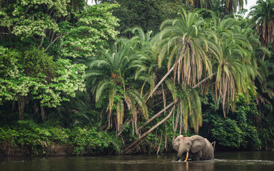 African forest elephant (Loxodonta cyclotis) and the Lekoli River. Odzala-Kokoua National Park....