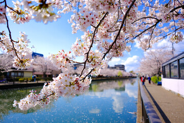 日本の春の風景　江戸川区新川千本桜
