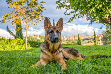 Cucciolo di pastore tedesco