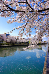 Obraz premium 日本の春の風景 江戸川区新川千本桜