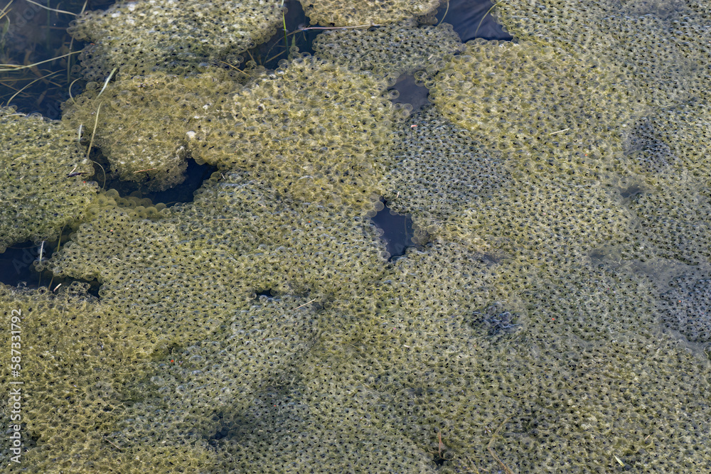 Wall mural frog eggs with young on the surface.