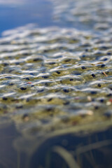 Frog eggs with young on the surface.