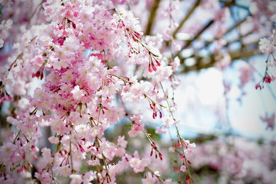 平安神宮の枝垂れ桜