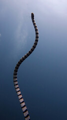 セブダイビング