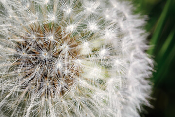 Dandelion seeds - fluffy blowball inclose up