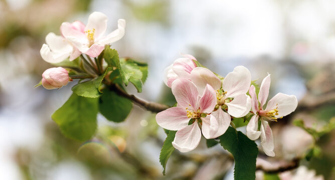 A beautiful and elegant spring apple branch bathes in the spring sunlight. The picture is suitable as a gift card with space for text