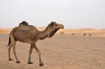 Camello en el desierto de Erg Chebbi en Marruecos