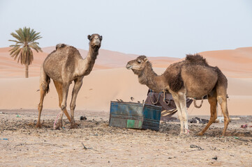 Dromedarios en el desierto de Erg Chebbi en el sur de Marruecos