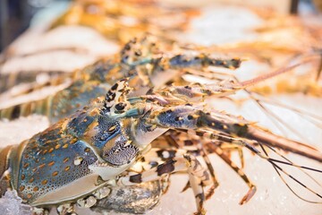 A street food stall in Chinatown in Bangkok in Thailand with fresh lobsters lying on ice.