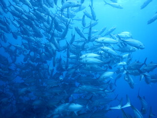 セブダイビング