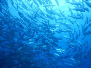 セブダイビング