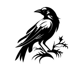 Fototapeta premium Black birds Raven, crow, rook or jackdaw. Vector illustration in retro style.