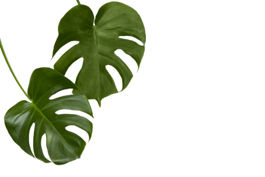 Two monstera leaves. Tropical plant foliage image. Isolated png with no background. 