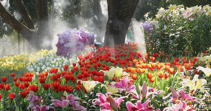 Colorful tulips spring flowers in the beautiful landscape garden in fog 4K