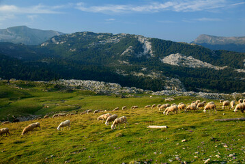 Fototapeta na wymiar Flock of sheep in the pastures of Belagua
