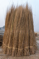 Kans grass , Saccharum spontaneum, Gaibandha, Bangladesh. Growing up to three meters in height, with spreading rhizomatous roots.