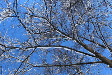 Tree branches covered with snow against a blue bright sky.	