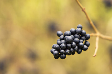 Wild ordinary privet berries Ligustrum vulgare along a road in Drenthe The netherlands