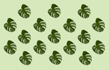 Repeating monstera leaf pattern. Tropical plant foliage abstract design on a fresh green background. 