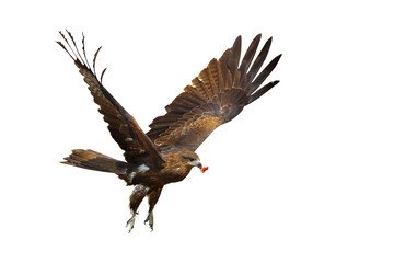 Bird of prey Black kite (Milvus migrans) flying on transparent background png file	