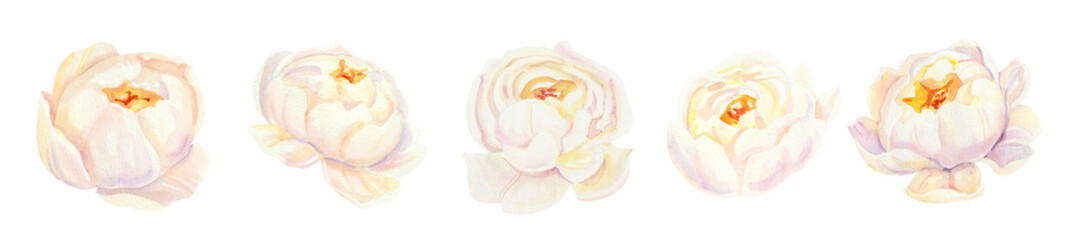 Watercolor white wedding peonies and roses flowers DIY individual element. Hand painted realistic botanical illustration isolated on white background for cards, invitations and posters