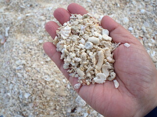 Right hand of woman hold fragments of shells and coral that have been broken by the waves. Many non-living corals and shells wash up on the beach every day. Beautiful seashells washed up on the beach
