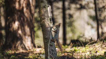 Fototapeta na wymiar Ukraine, spring, squirrel, squirrel posing for the camera, close-up, squirrel climbing a tree.