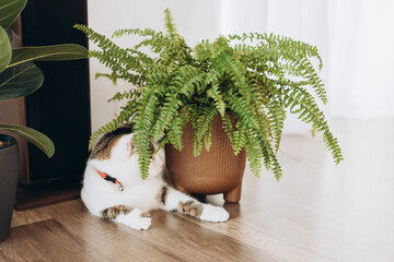 Cat sitting near a set of green potted houseplants. Fluffy pet is staring curiously. Cozy home with...