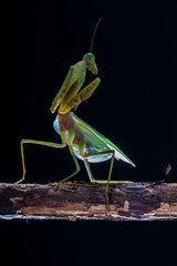 The praying mantis is any insect of the order Mantodea