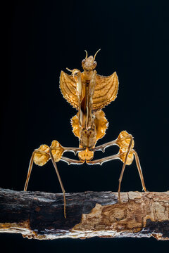 Phyllocrania paradoxa, common name ghost mantis, is a small species of mantis from Africa remarkable for its leaf-like body