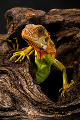 Super Red Iguana is a type of lizard that lives in tropical areas of Central and South America and the Caribbean