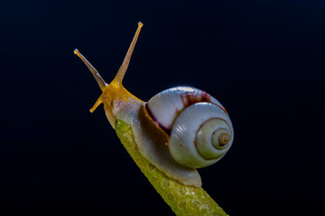 The short Samoan tree snail, Samoana abbreviata, is a species of tropical, air-breathing, land...