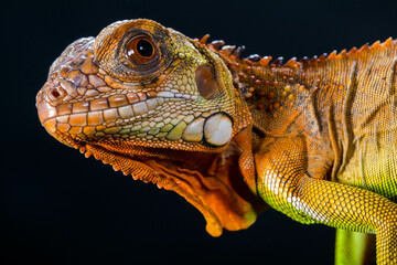 Super Red Iguana is a type of lizard that lives in tropical areas of Central and South America and the Caribbean